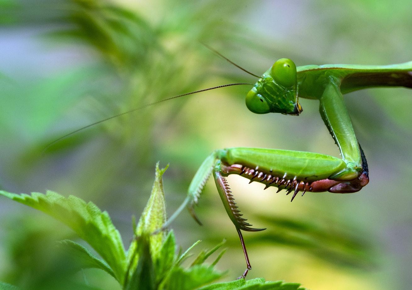 Mantis Religiosa. Foto: David Clode