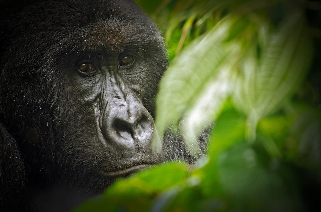 Gorila en el Parque Virunga, en Uganda. Foto: LuAnne Cadd