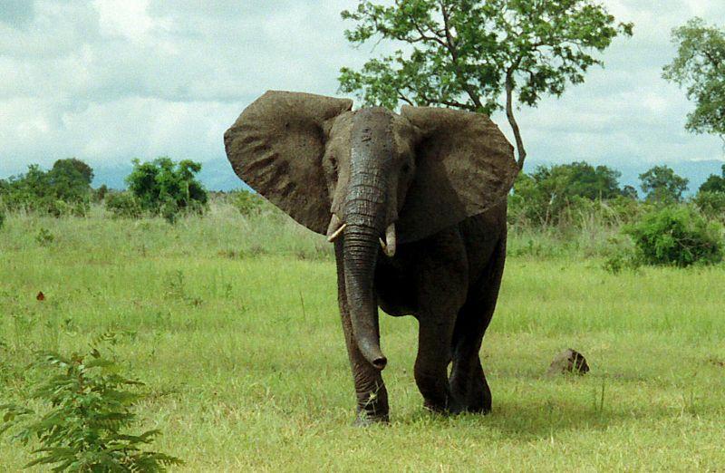 Elefante africano en Tanzania Foto: Oliver Wright