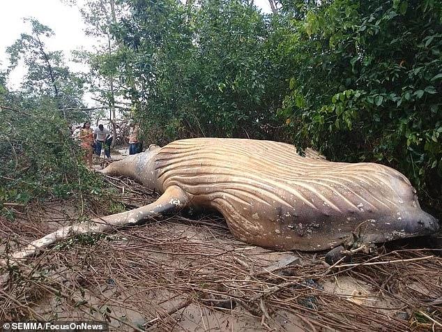 Ballena jorobada habllada en la selva del Amazonas. Foto: SEMMA