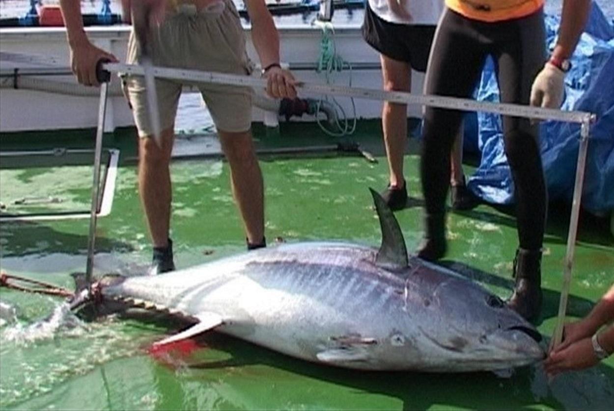 Un ejemplar de atún rojo
