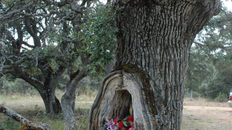 Olmeda de Cobeta