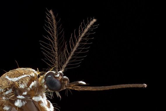Mosquito hembra de la especie 'Aedes aegypti' / Alex Wild