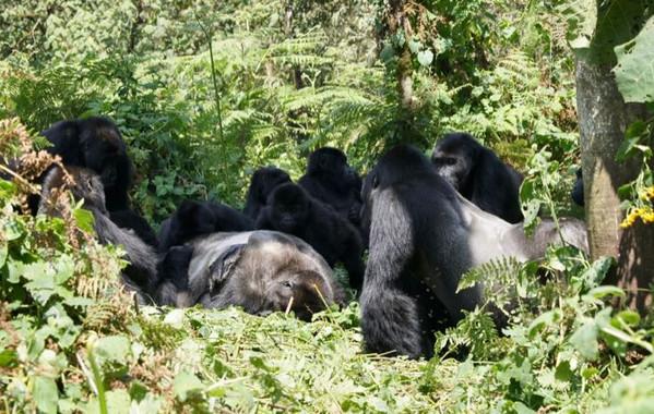 Un grupo de gorilas de Grauer se reúne alrededor del cuerpo de un gorila macho en el bosque del Parque Nacional Kahuzi Biega. Dian Fossey Gorilla Fund International