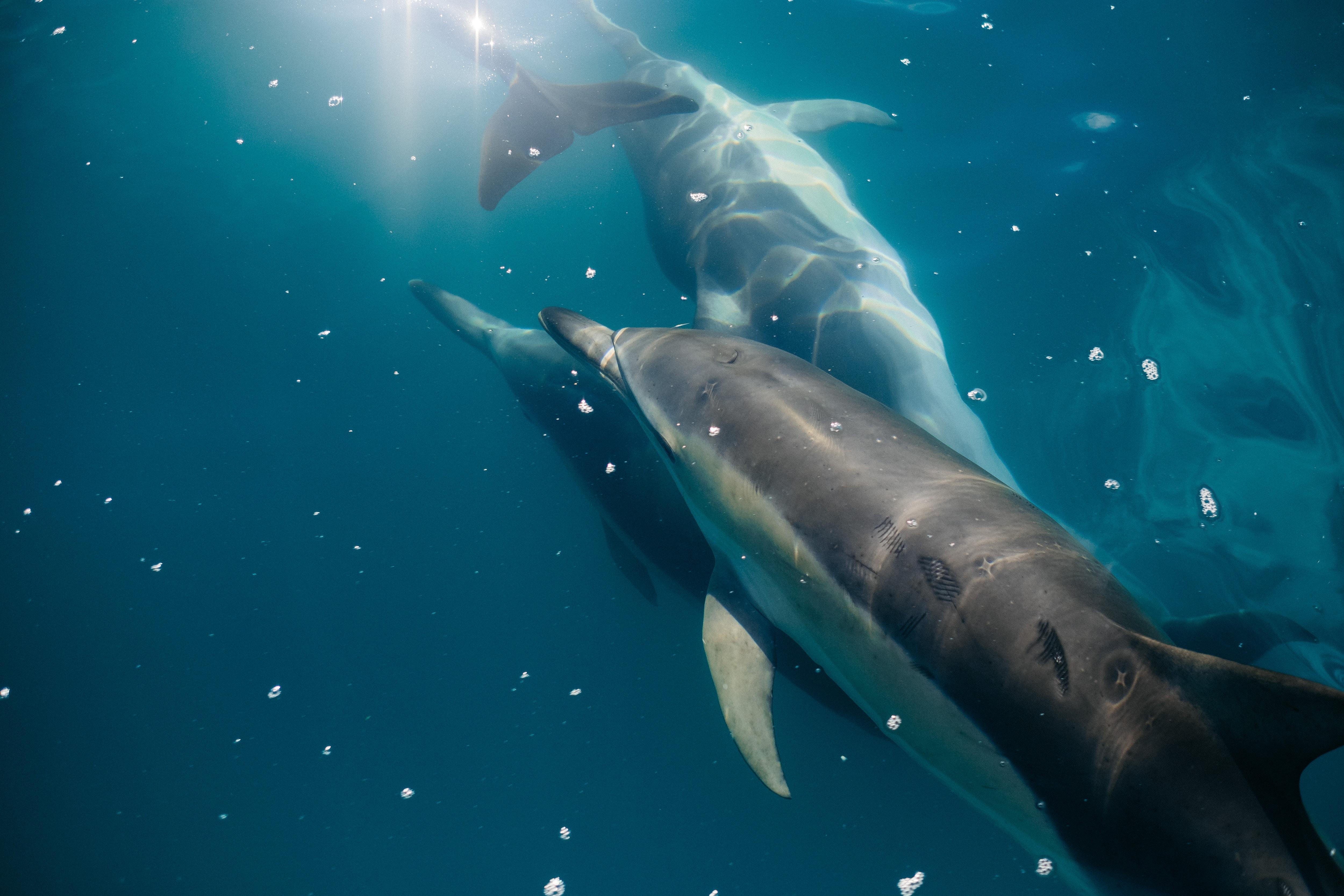 Delfines mulares. Foto: Pablo Heimplatz