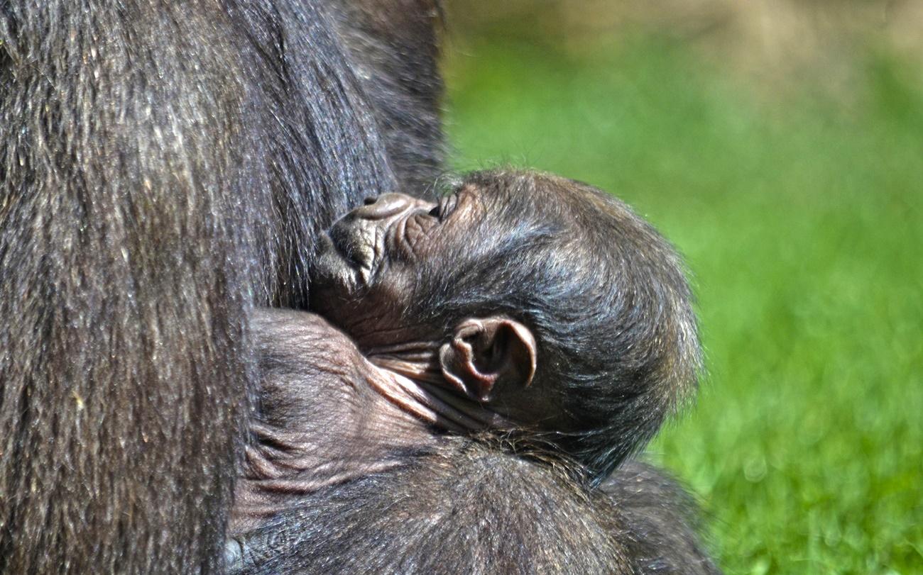 Cría de Ali, una de las gorilas de Bioparc Valencia (Fuente: Europa Press)