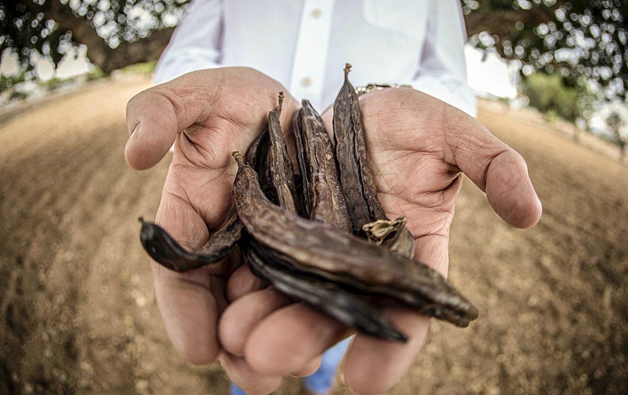 El algarrobo es una gran aliado contra el cambio climático gracias a su papel como sumidero de C02 (Foto: Europa Press).