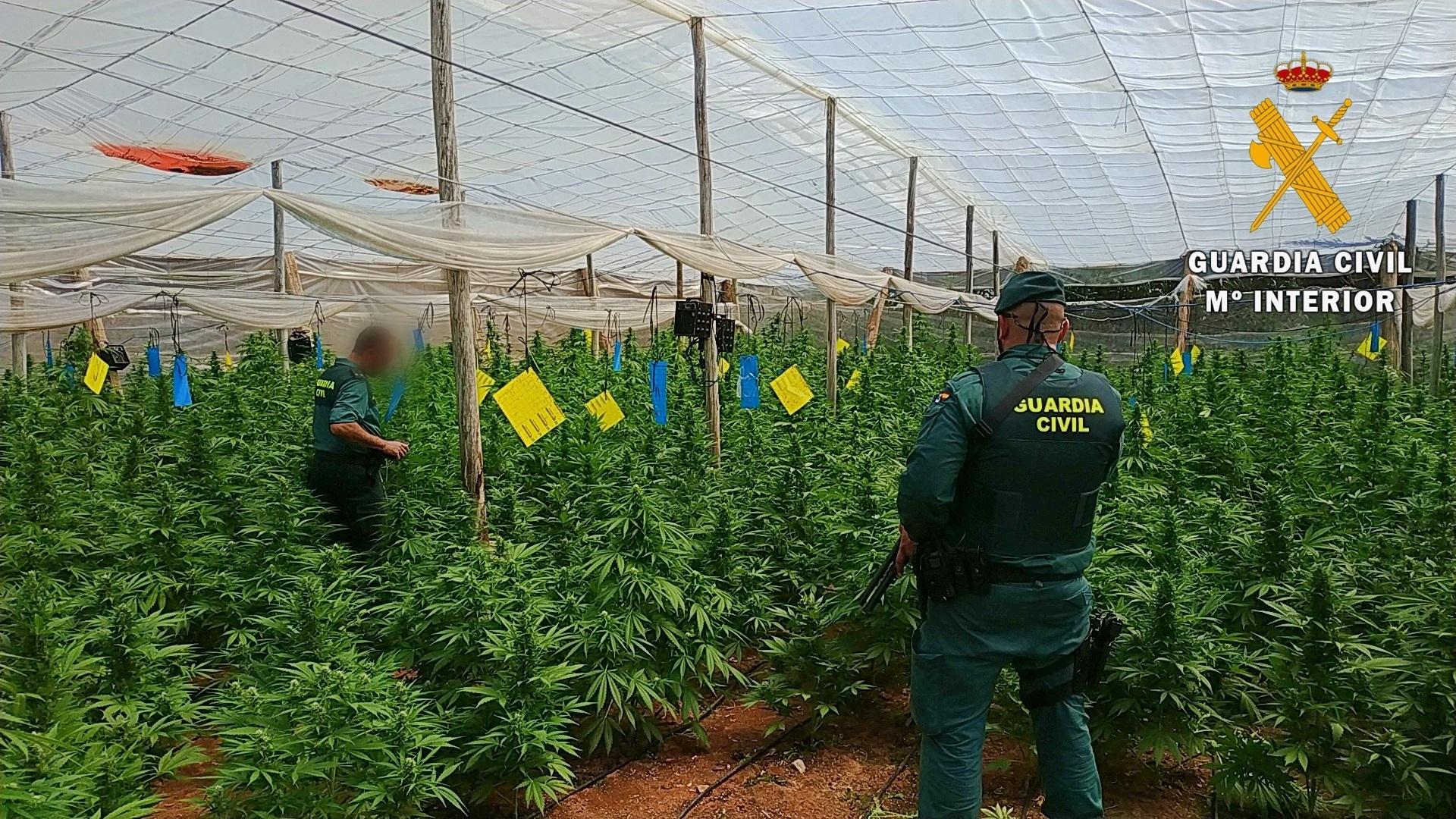Plantas de marihuana intervenidas en El Ejido Almería. Archivo