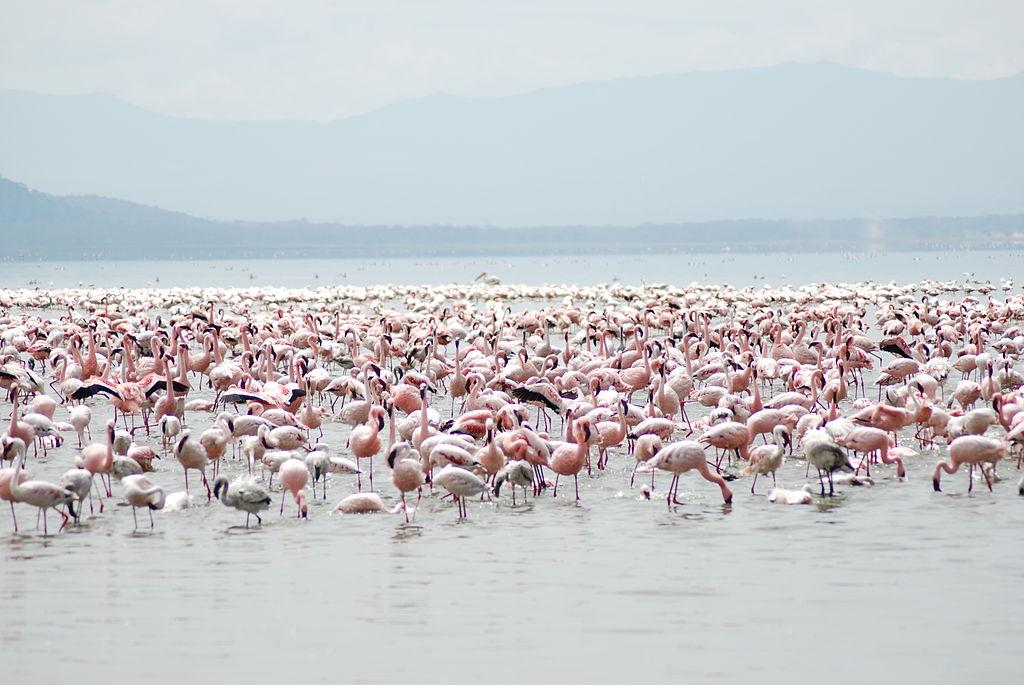 Flamencos en el lago Nakuru. Foto: B.virdi