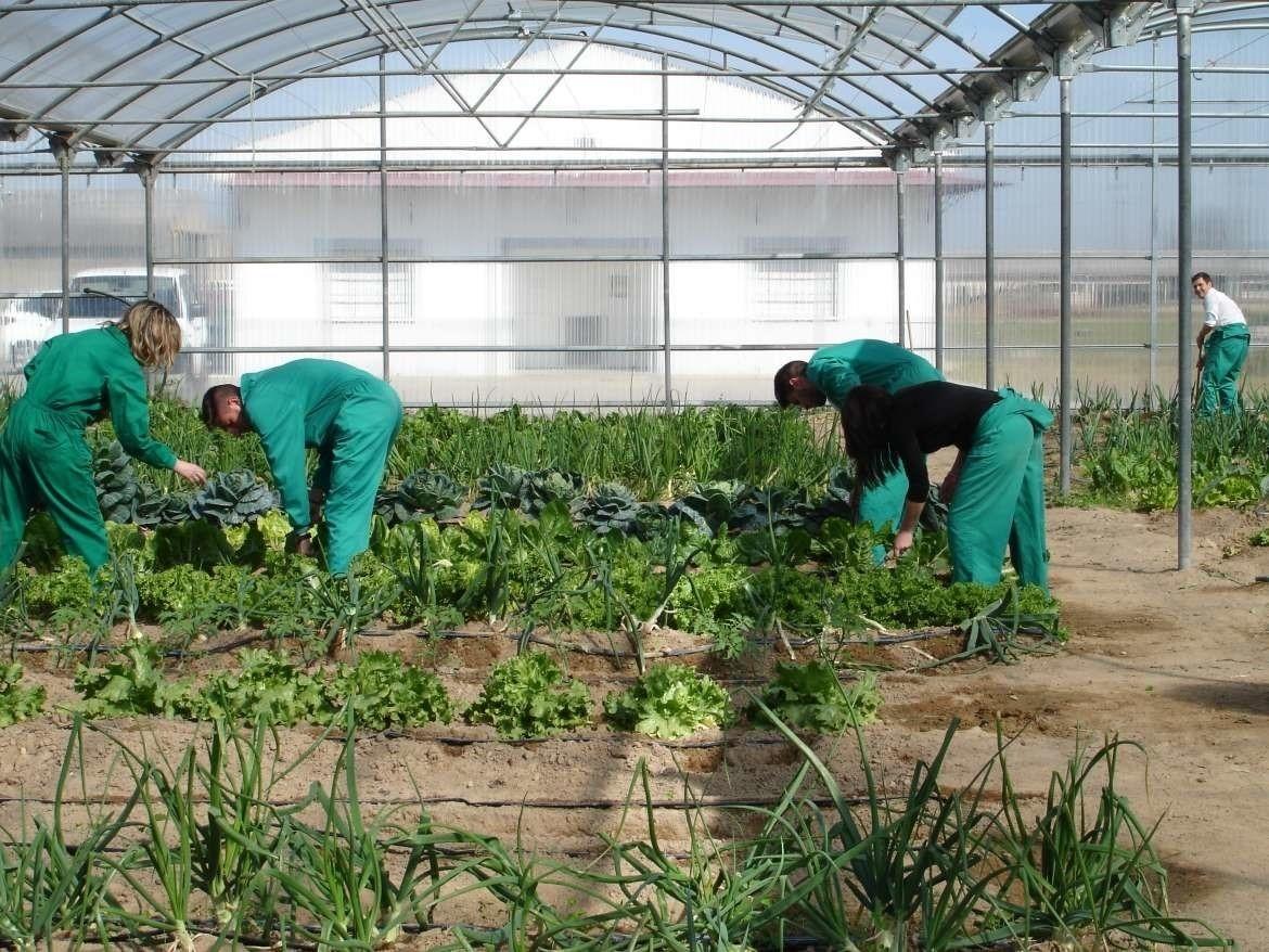 Trabajos en una producción agraria. Europa Press.