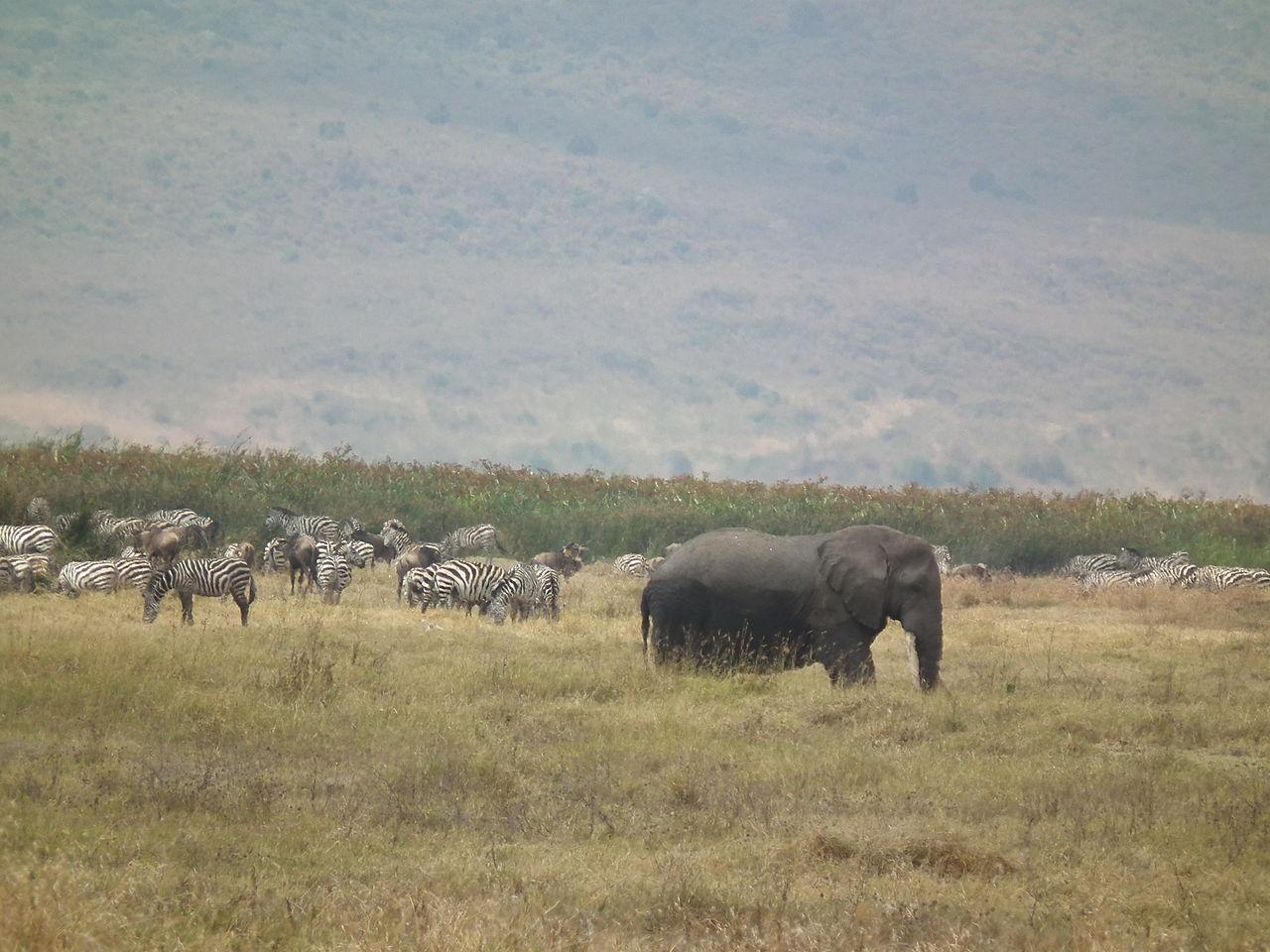 Elefantes y cebras en Tanzania. Foto: Nevit Dilmen