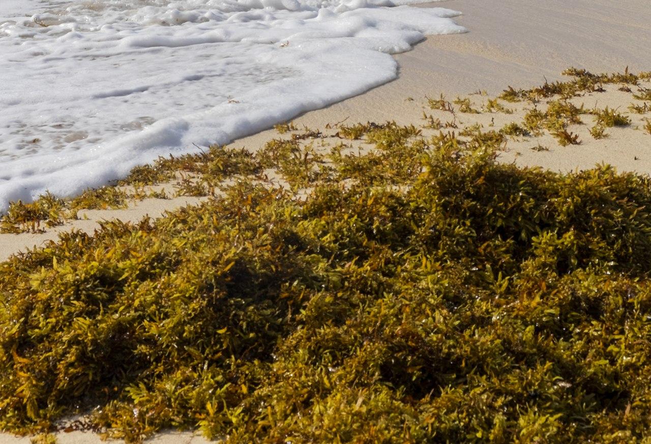 Sargazo acumulado en la playa. Foto: Jonathan Wilkins