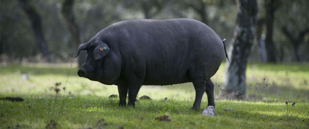 Imagen de archivo de un cerdo ibérico en una dehesa