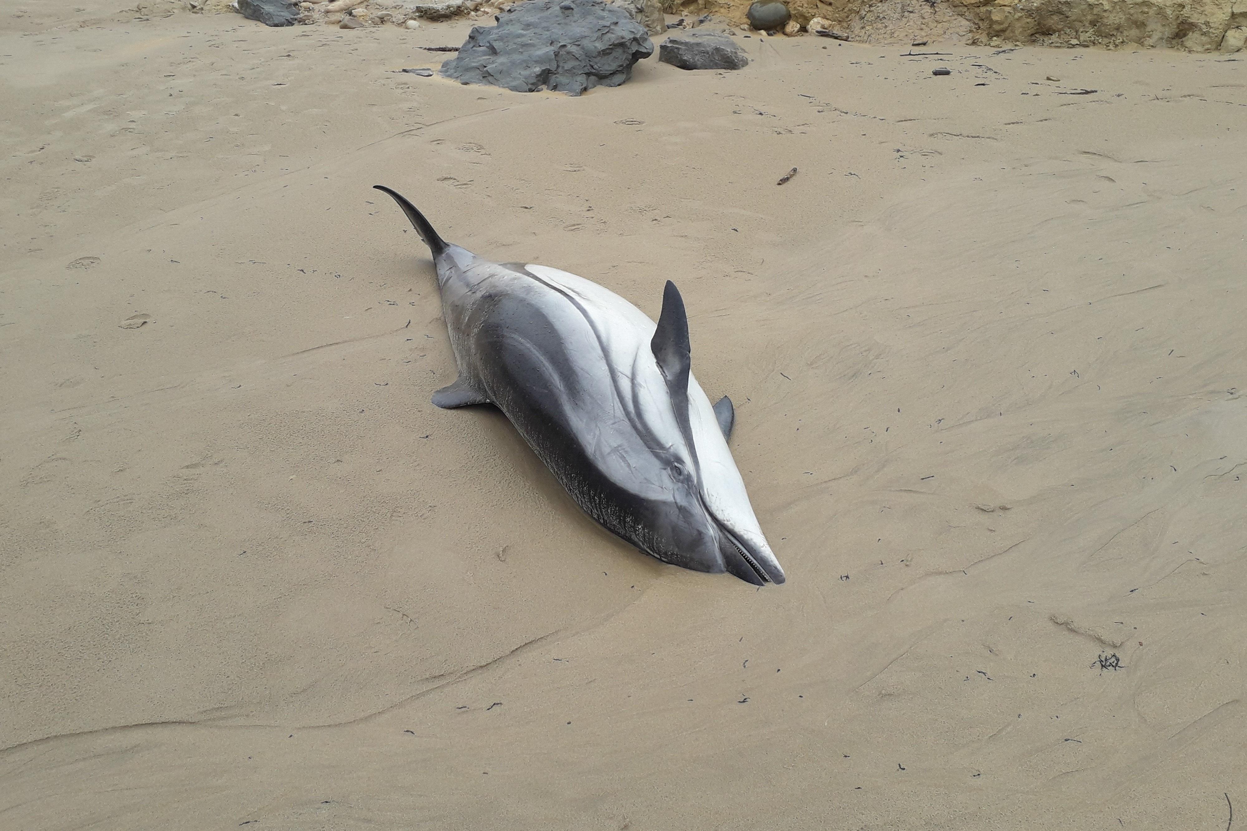 Uno de los delfines que han aparecido en Cantabria
