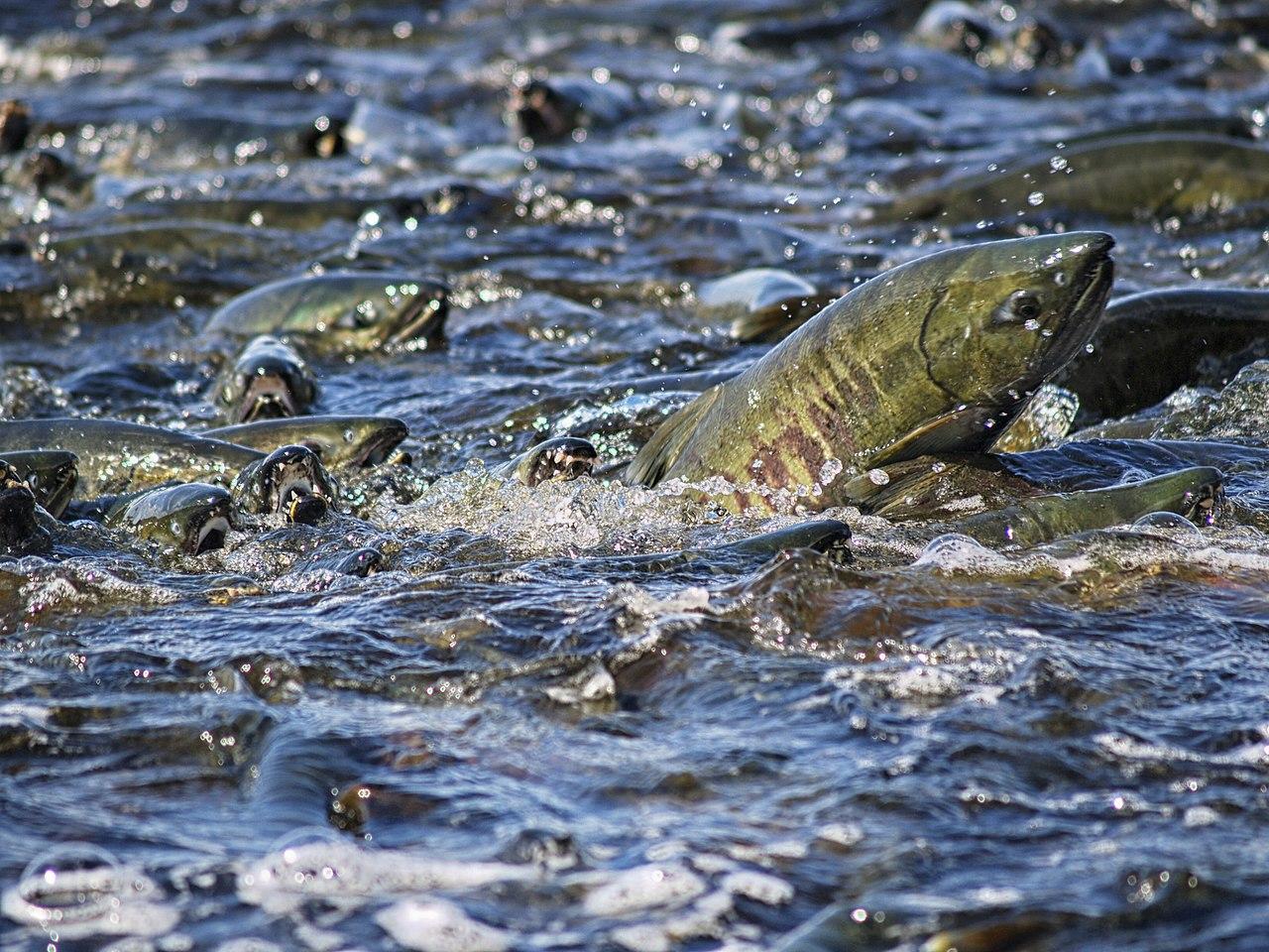Salmones remontando un río. Foto: Gillfoto