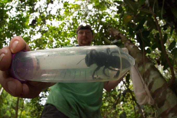 Abeja Goliat. Foto: Clay Bolt