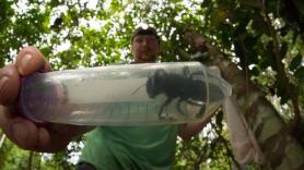 Abeja Goliat. Foto: Clay Bolt