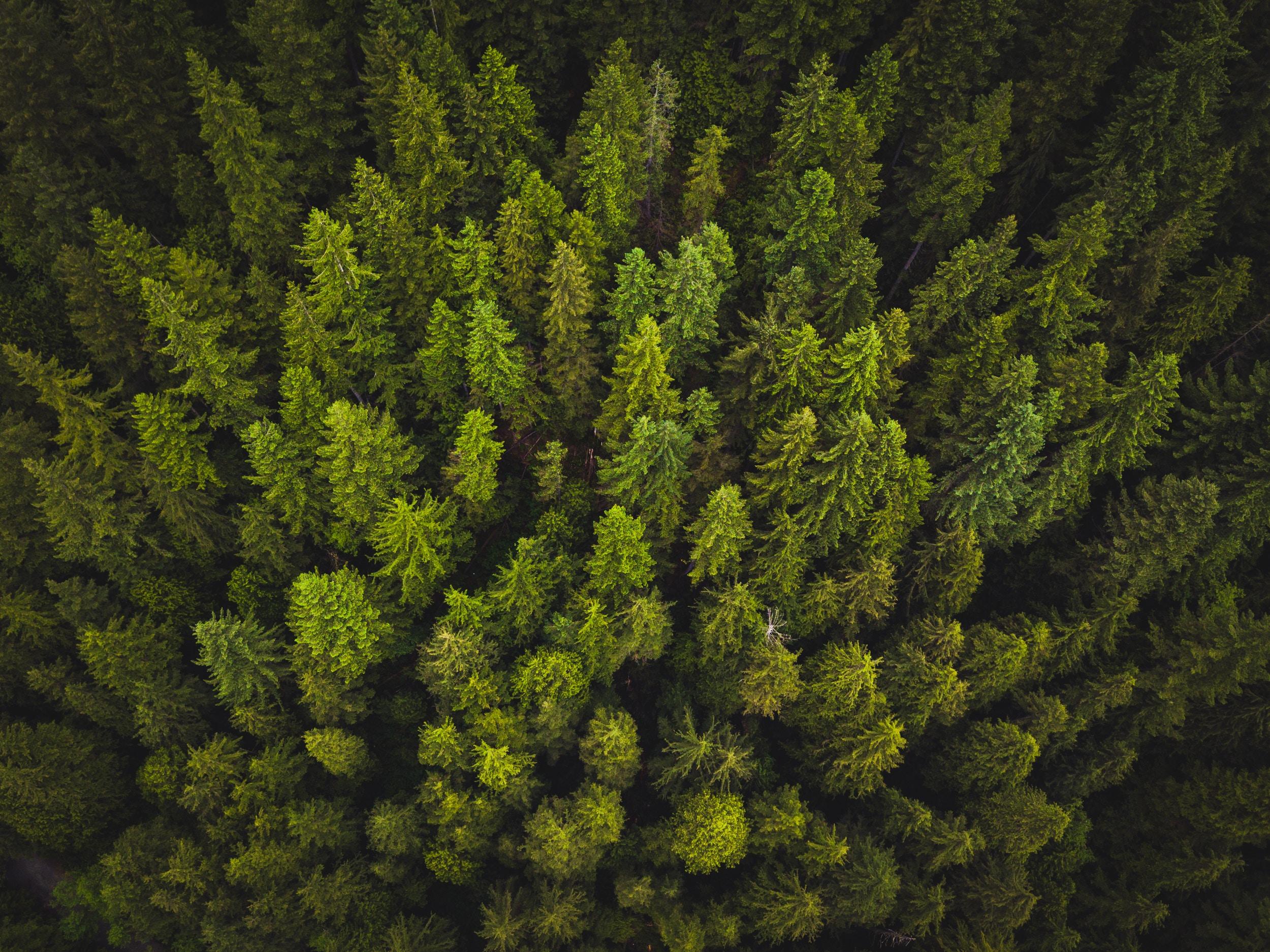 Bosque de Canadá. Foto: Spencer Watson en Unsplash