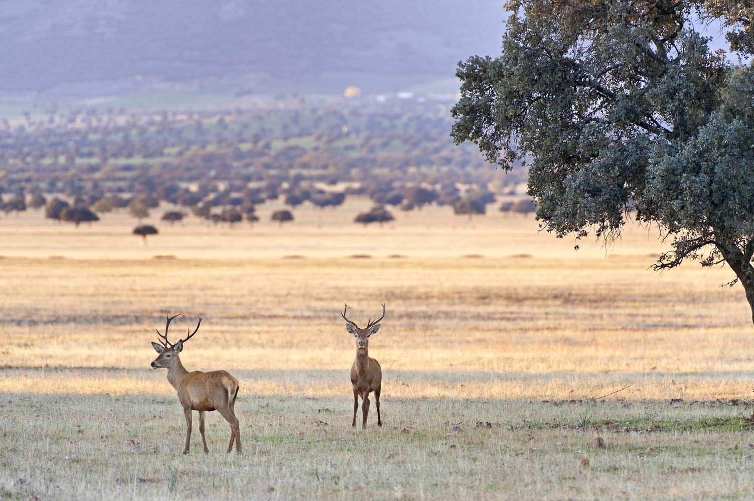 El parque nacional de Cabañeros es, junto con las Tablas de Daimiel, uno de los dos de Castilla-La Mancha