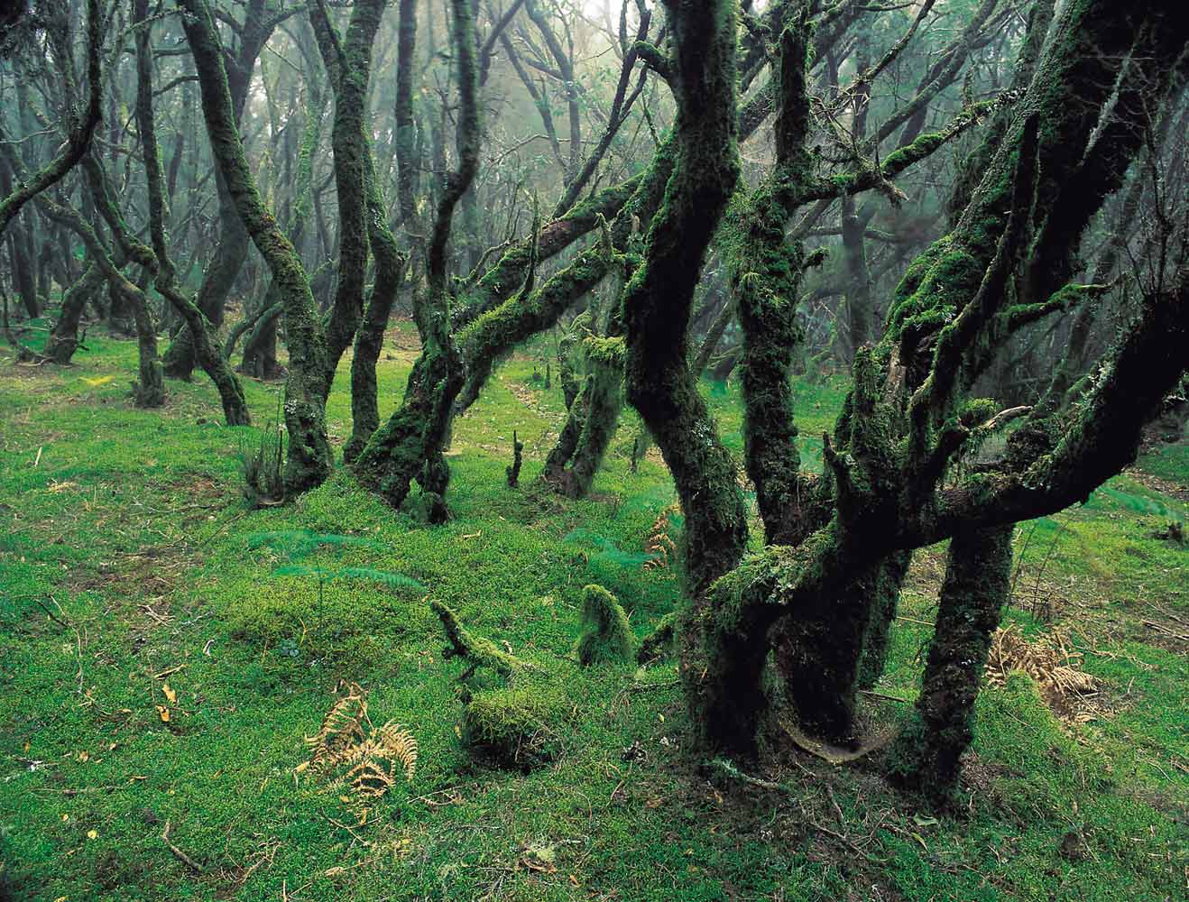 El Parque de Garajonay supera el 10 % de la isla de La Gomera y la Unesco lo declaró Patrimonio de la Humanidad