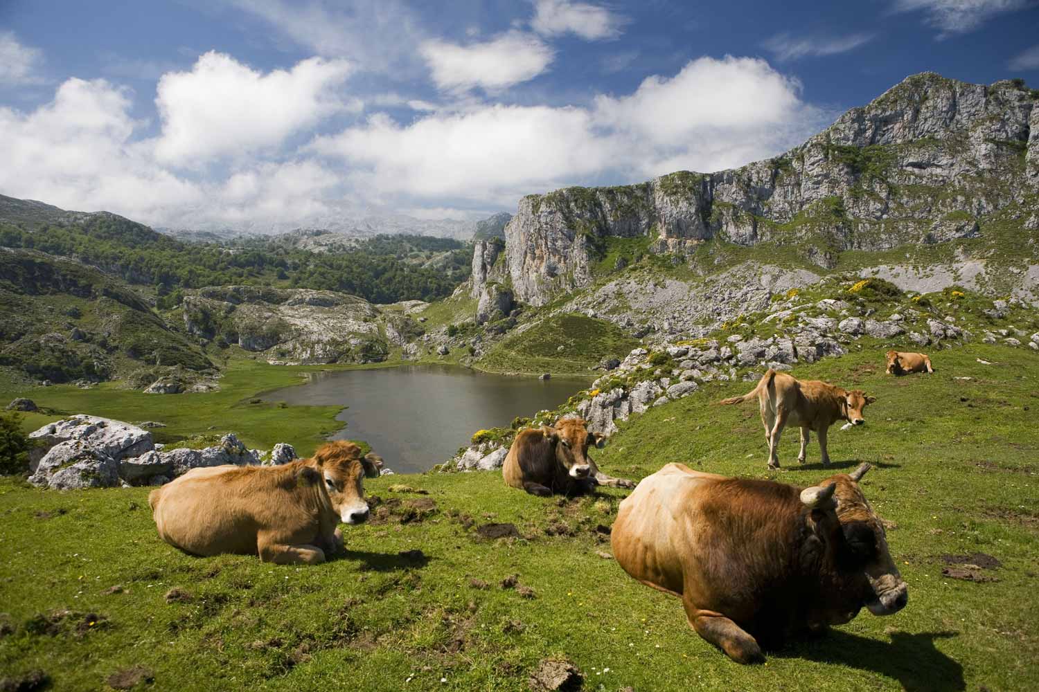 El Parque Nacional Covadonga es un conjunto paisajístico de gran belleza que sorprende aún hoy por su pureza