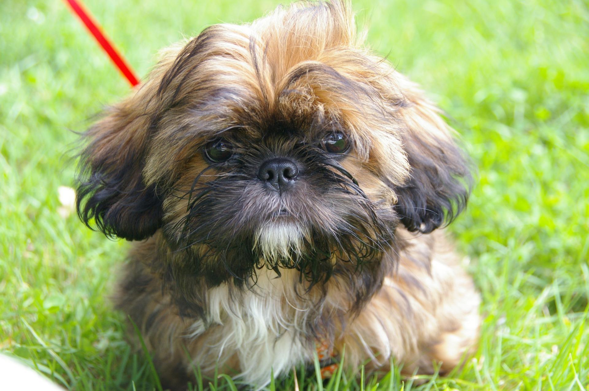 Ejemplar de shih tzu como el incinerado en Virginia