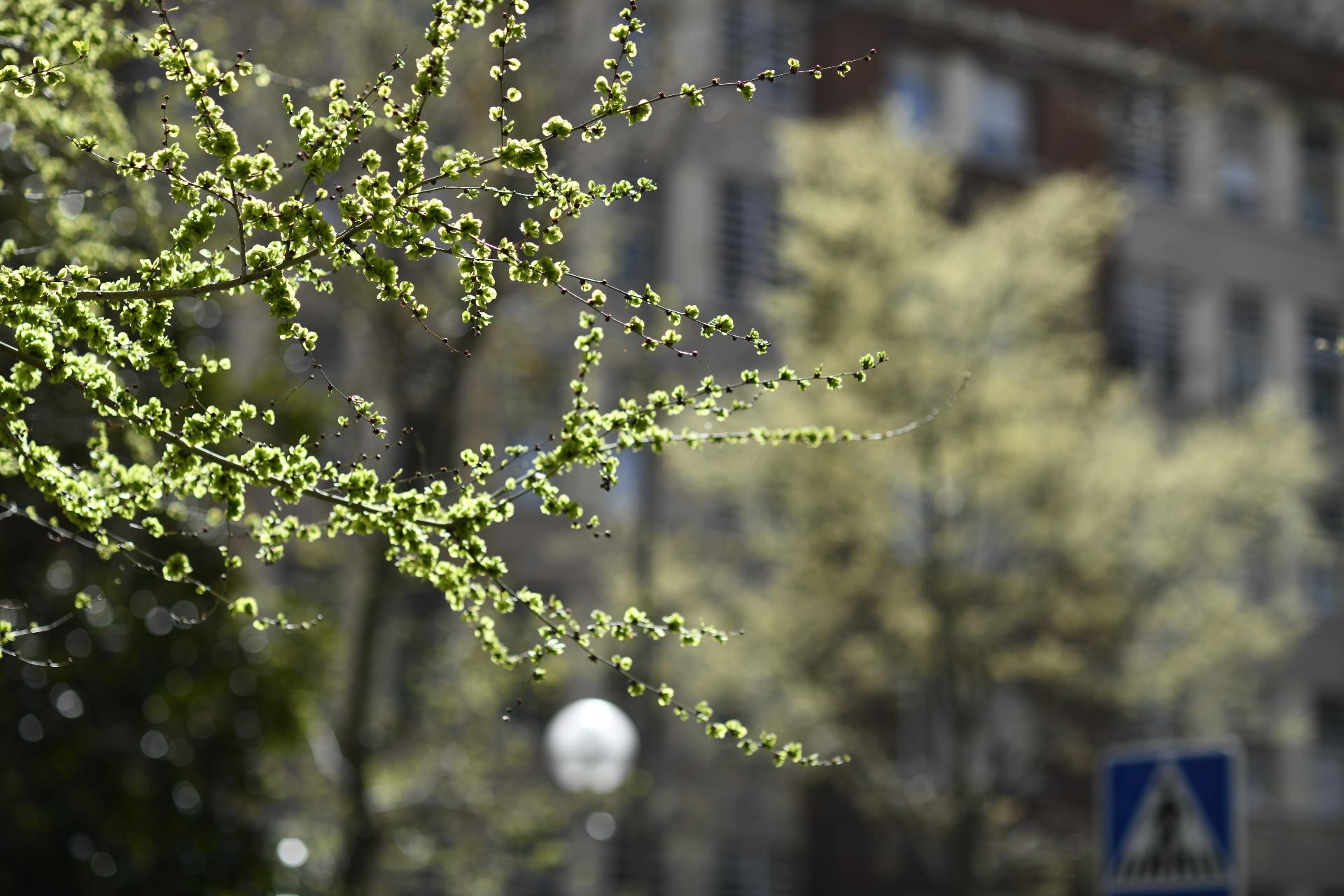 Los árboles vuelven a poblarse de hojas a una semana del inicio de la primavera en Madrid 