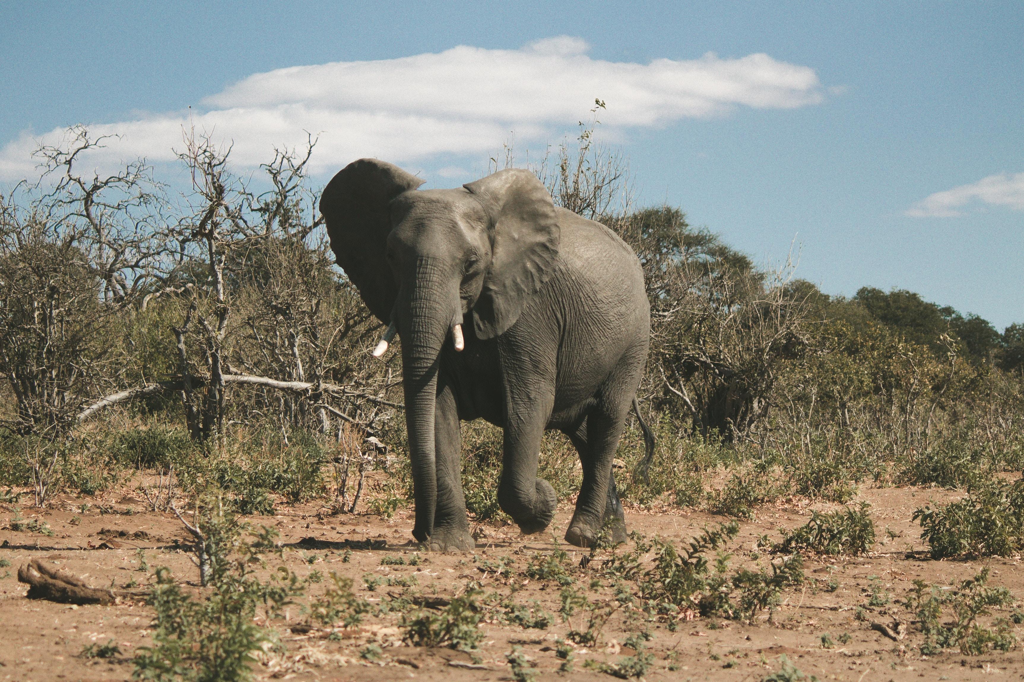 Elefante en Botsuana. Foto: Luke Tanis