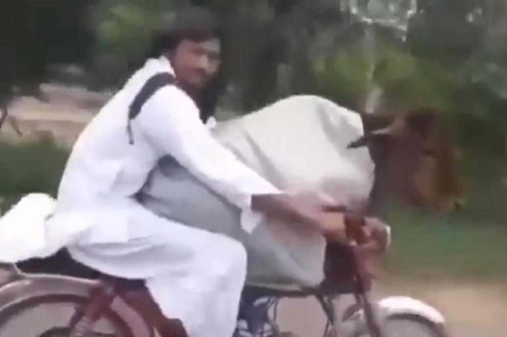 Un conductor paquistaní conduce su moto con una vaca encima