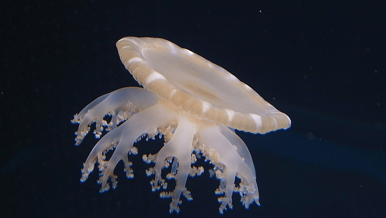 Una medusa pegajosa tóxica amenaza las playas españolas