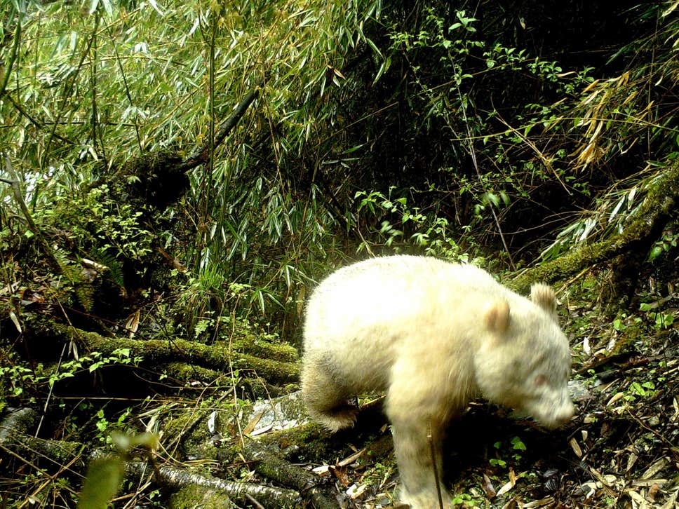 Panda albino. Foto: Wolong National Nature Reserve