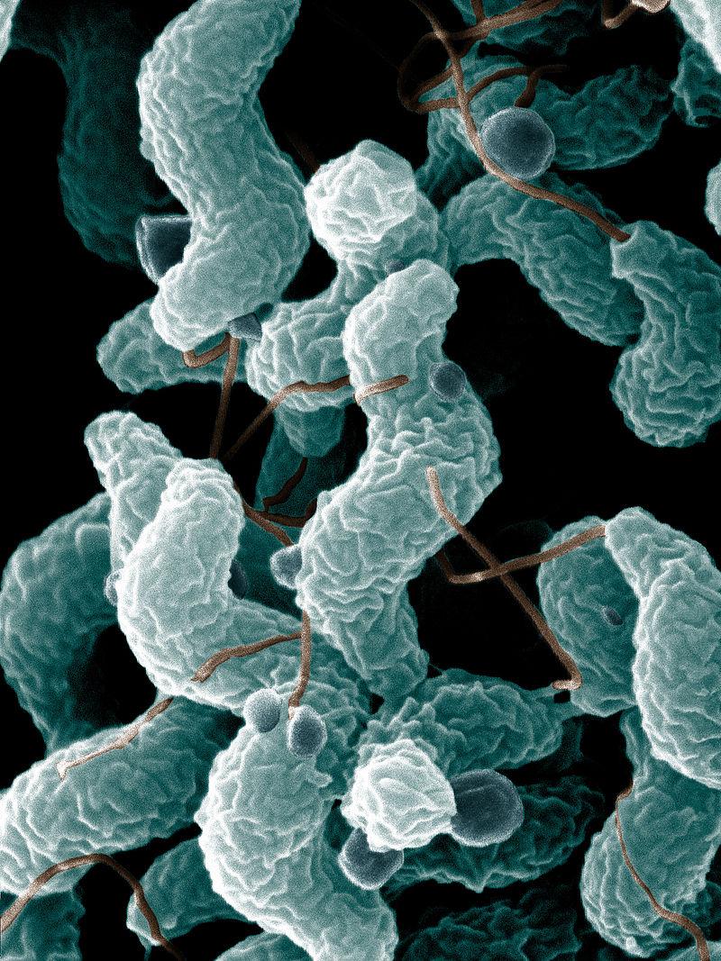 Bacterias intestinales. Foto: De Wood, Pooley, USDA, ARS, EMU