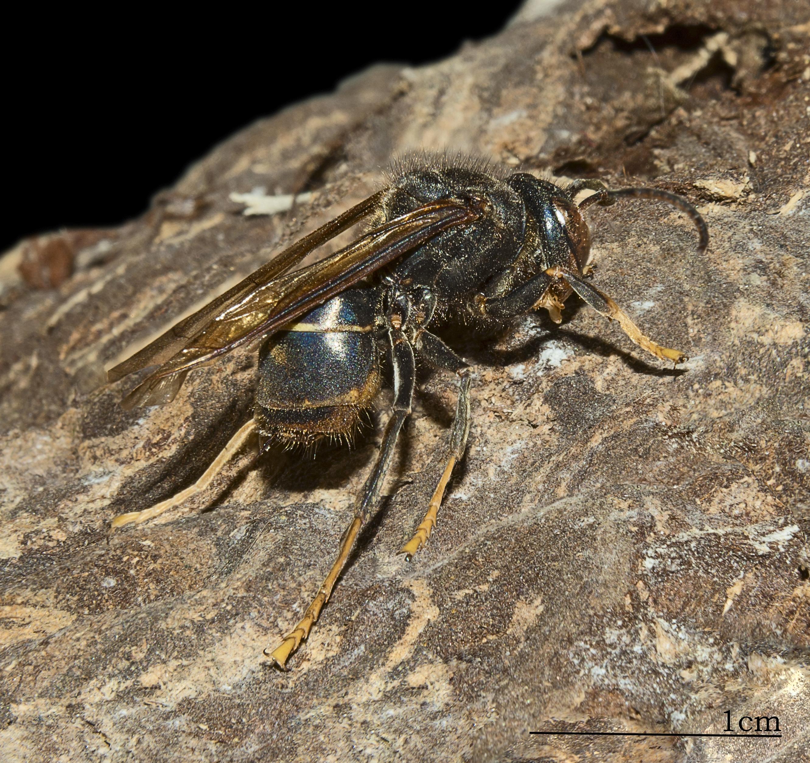 Vespa velutina, la avispa asiática asesina (Wikipedia)