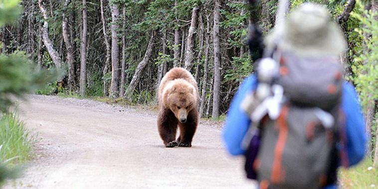 El oso pardo ataco 664 veces a personas entre 2000 y 2015