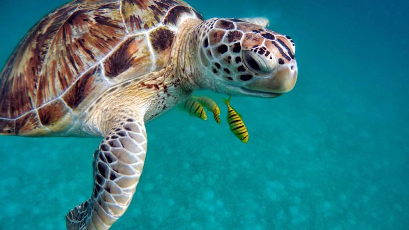 Una tortuga en Las Maldivas Una tortuga en Las Maldivas