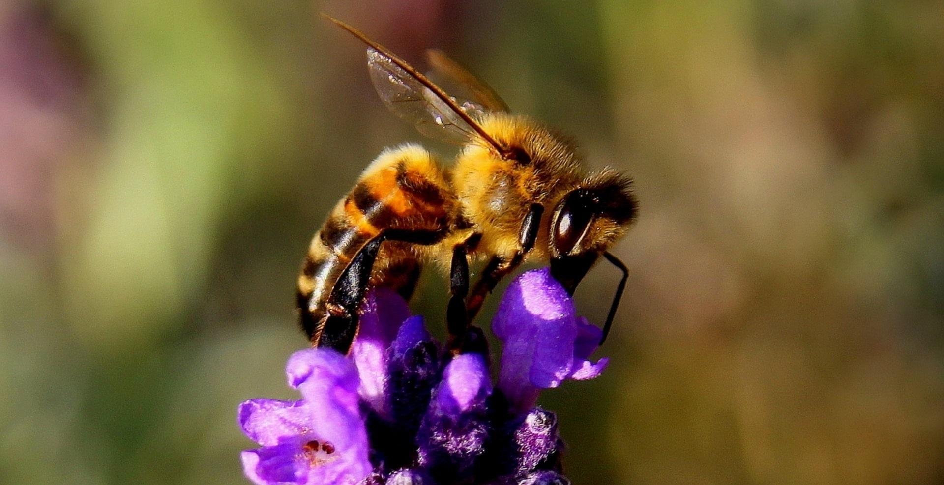 Una abeja durante la polinización. Europa Press.