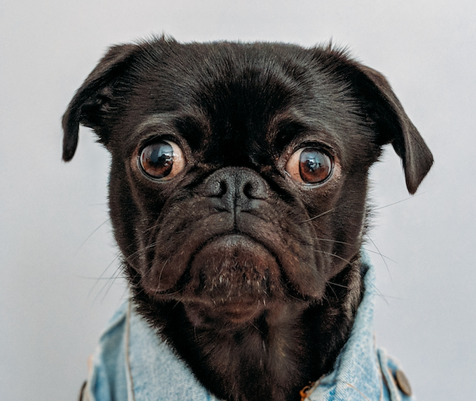 Perrete con carita de pena. Foto: Charles en Unsplash