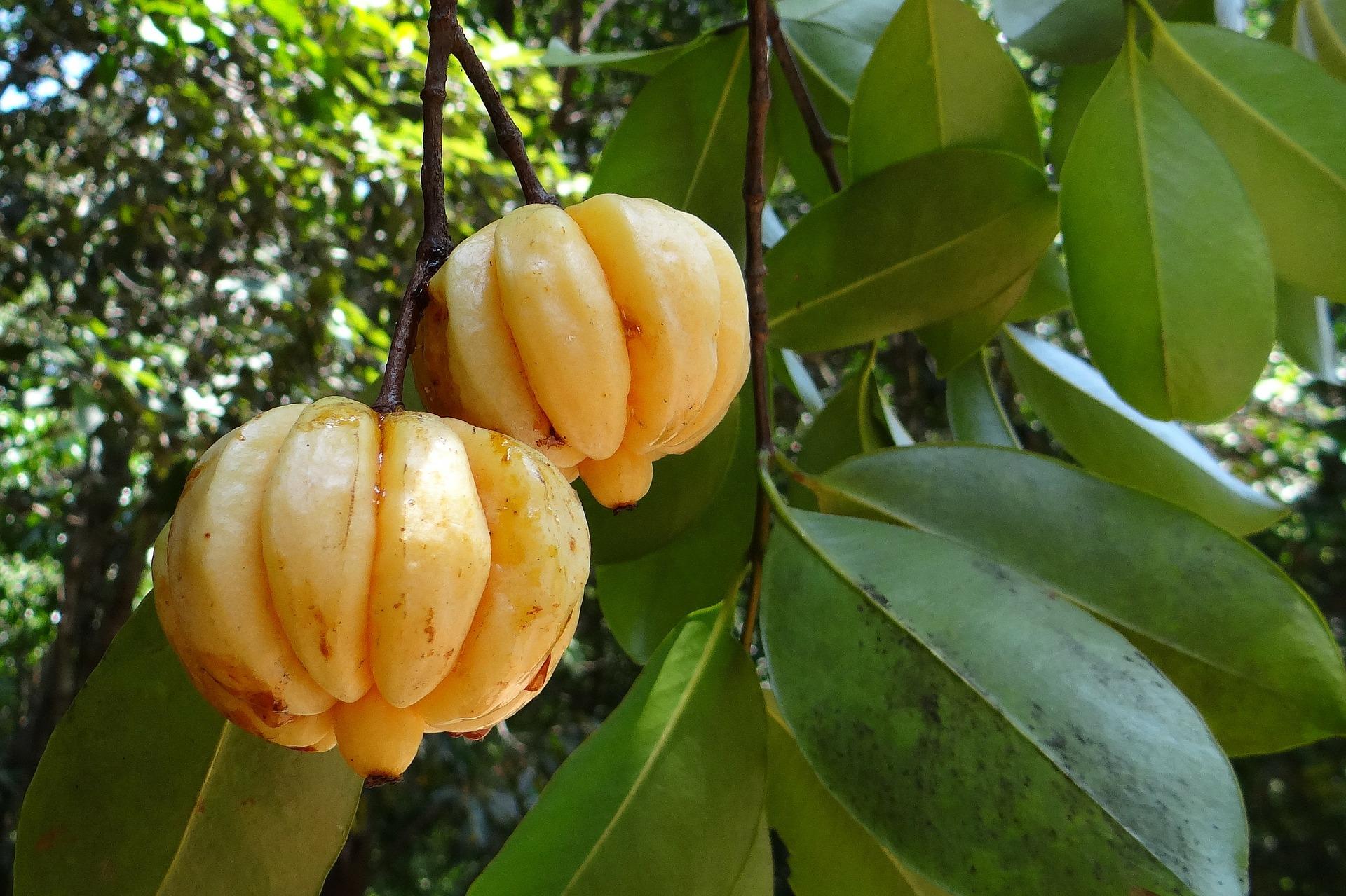 garcinia cambogia (Pixabay)