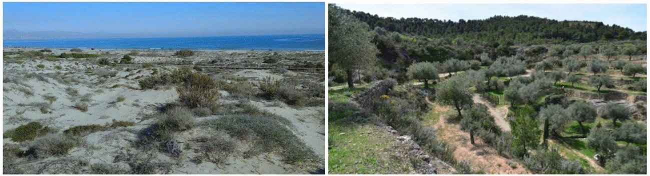 En la fotografía, el ecosistema dunar de la Comunidad Valenciana y el olivar de montaña de Lleida