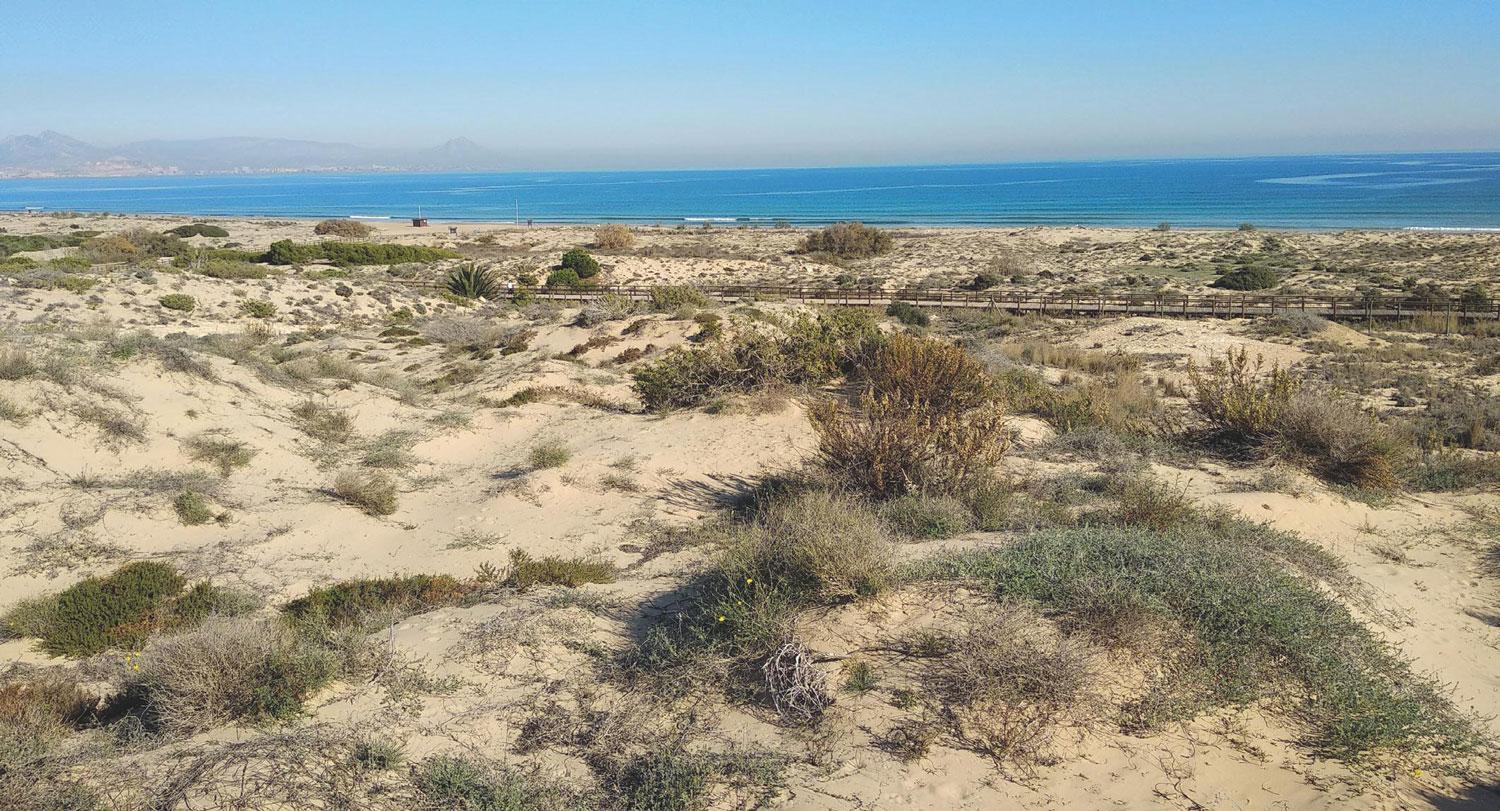 En la fotografía, el ecosistema dunar de la Comunidad Valenciana