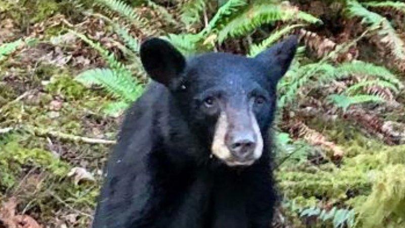 Oso negro sacrificado en Oregon