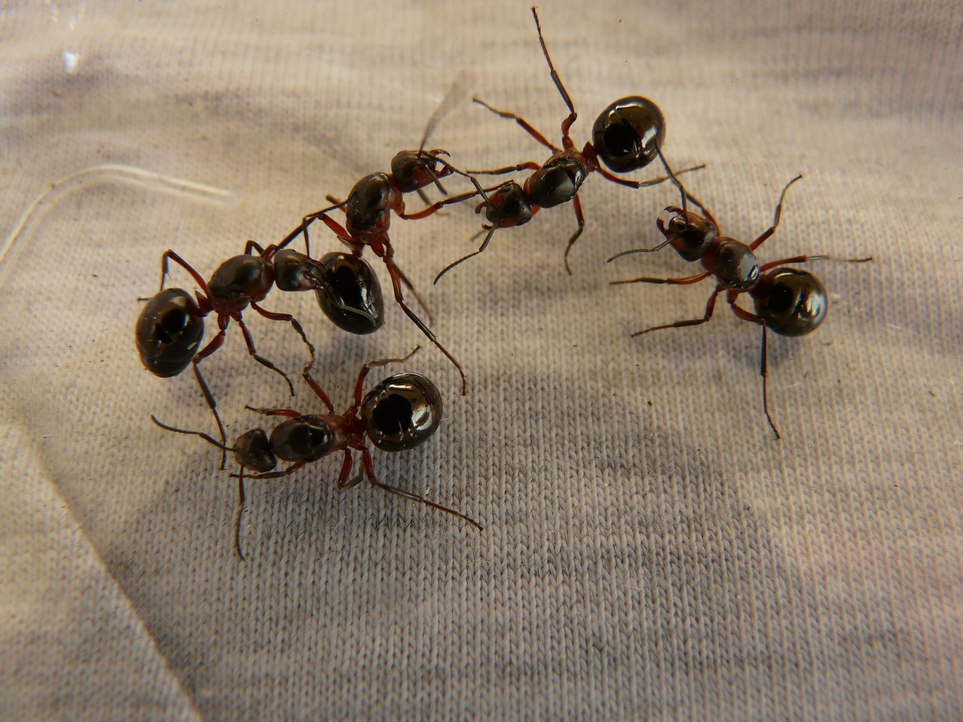 Las hormigas no cruzan los trazos de tiza