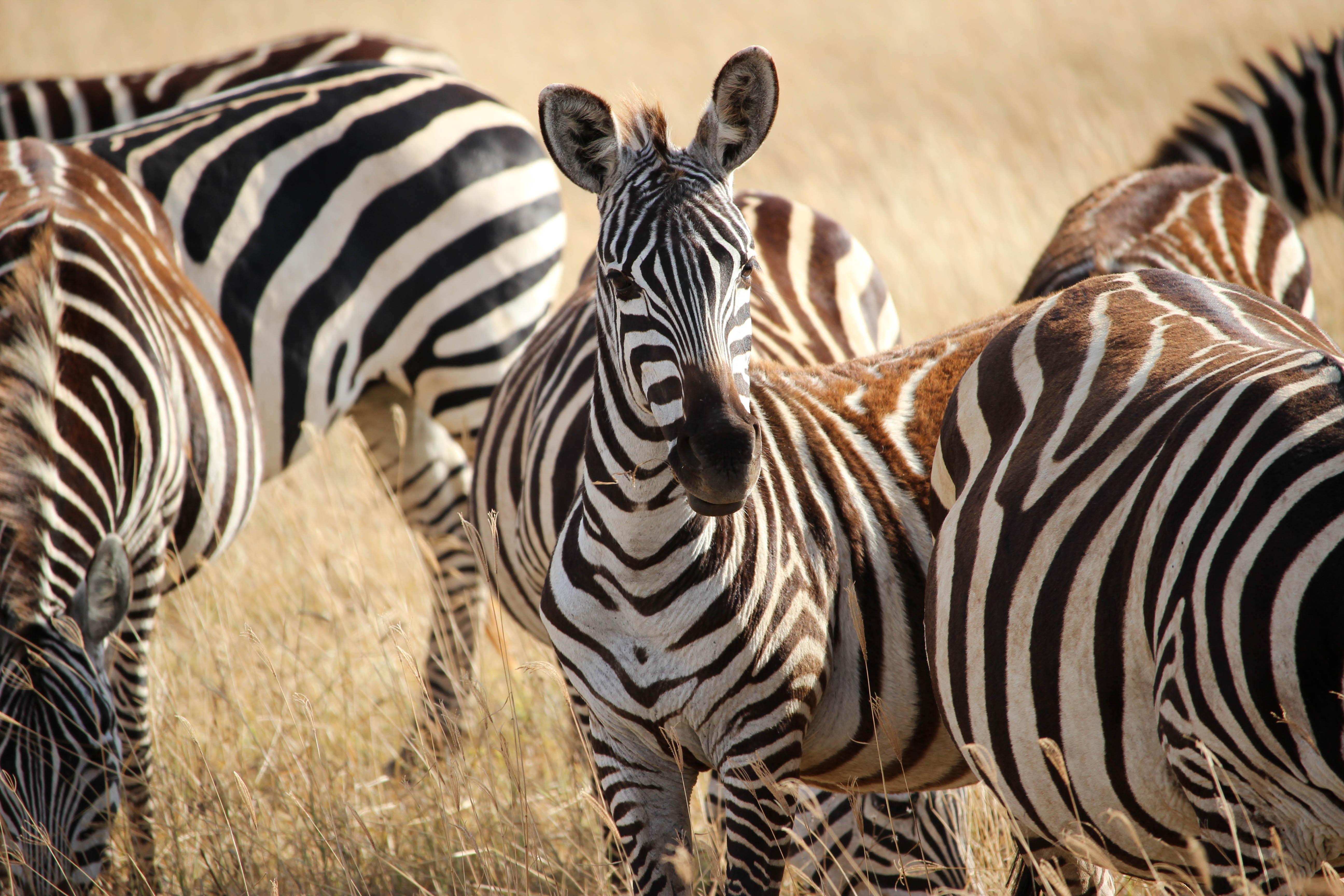 Cebras en la Reserva de Ngorongoro, Tanzania. Foto: Lisa H en Unsplash