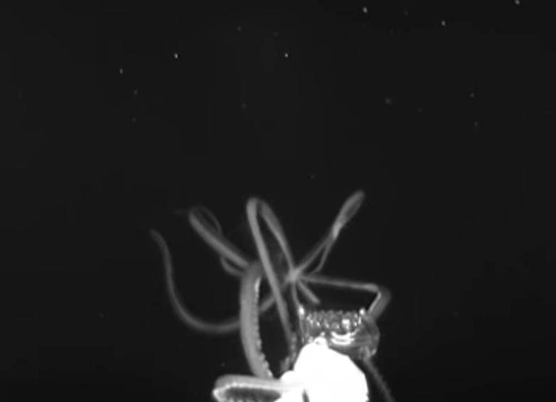 Captura del vídeo del calamar gigante. Fuente: NOAA
