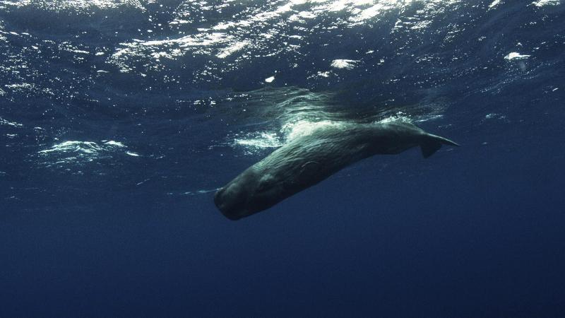 Tursiops (5) Tursiops (5)