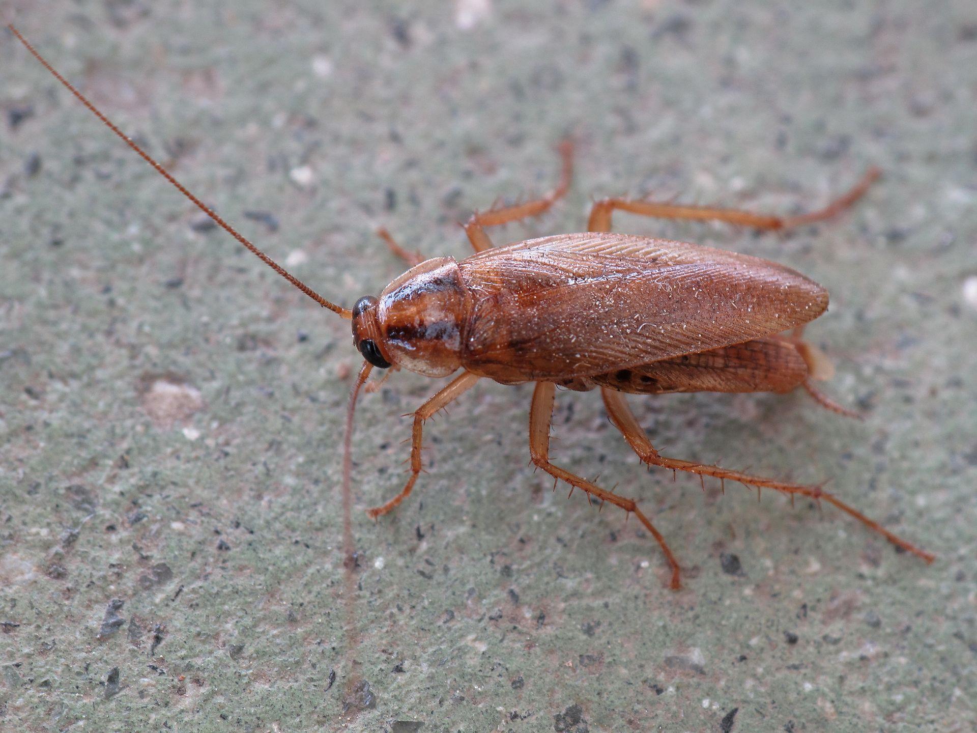 Cucaracha alemana. Foto: Lmbuga