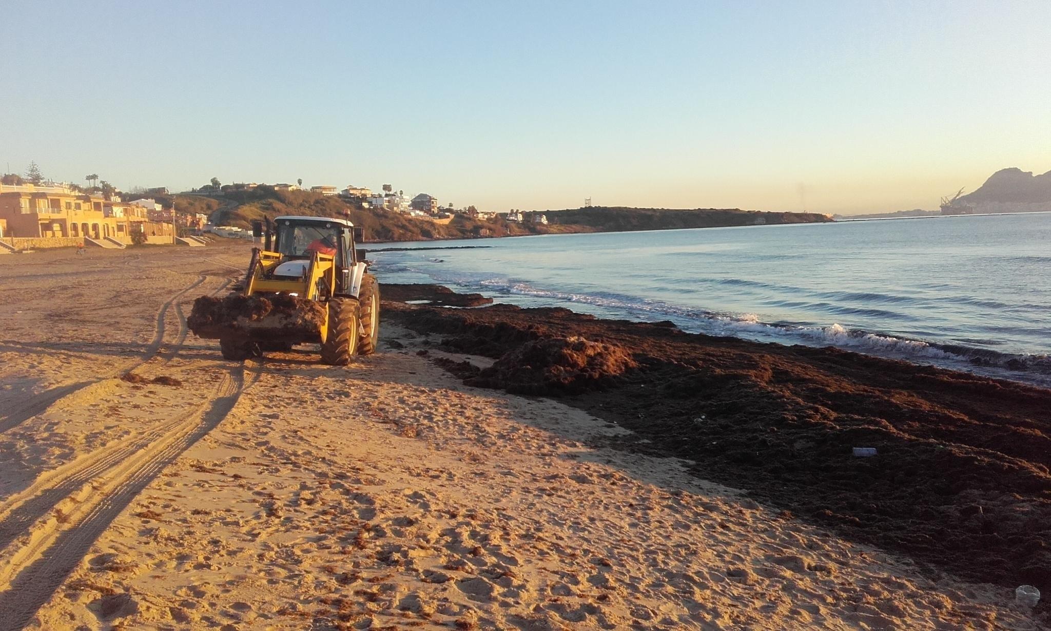 El Ayuntamiento de Algeciras retira las algas invasoras que han llegado a la playa de Getares-Europa Press