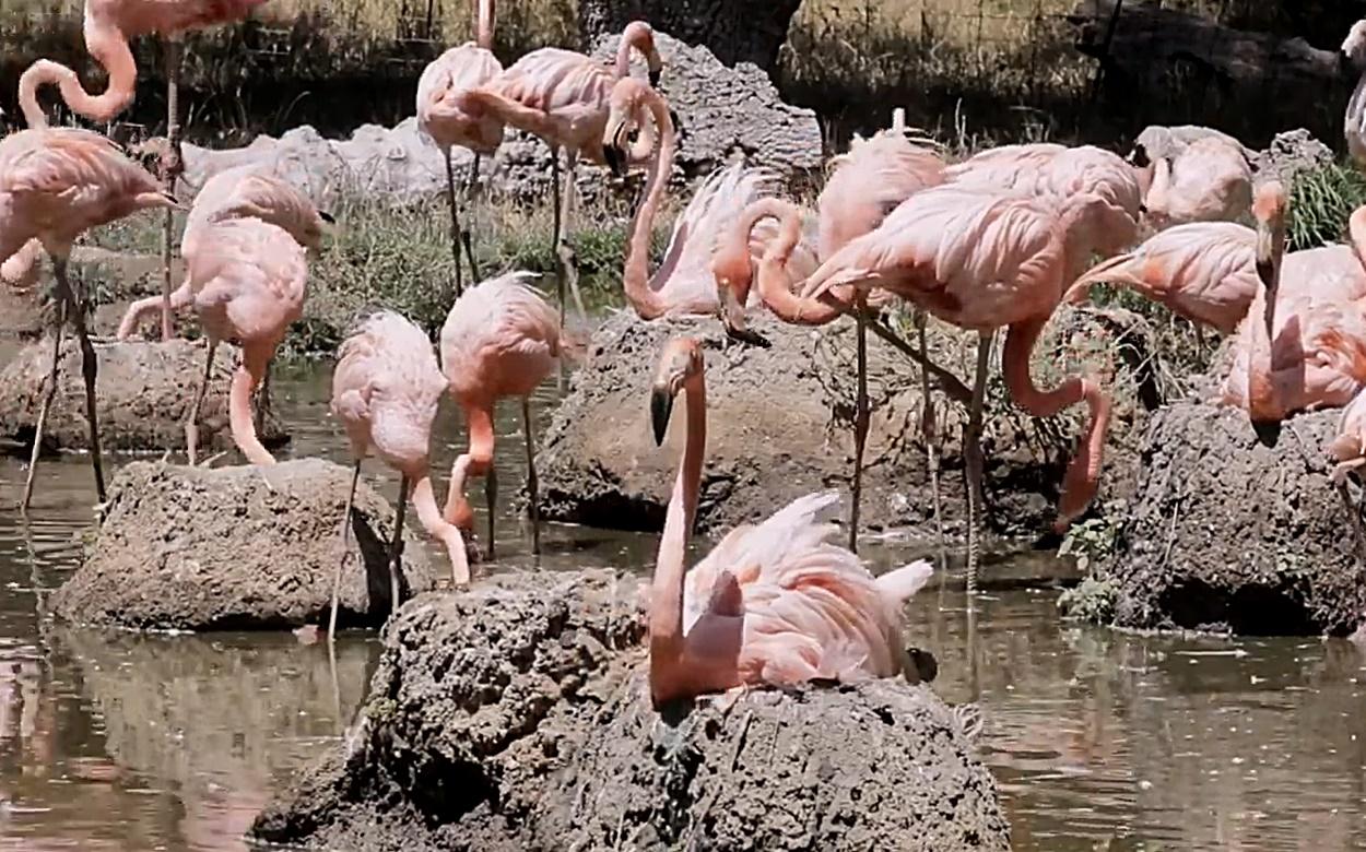 Un total de 9 especies (también humanos) han sido analizadas en este estudio del CNIO (Foto: YouTube).