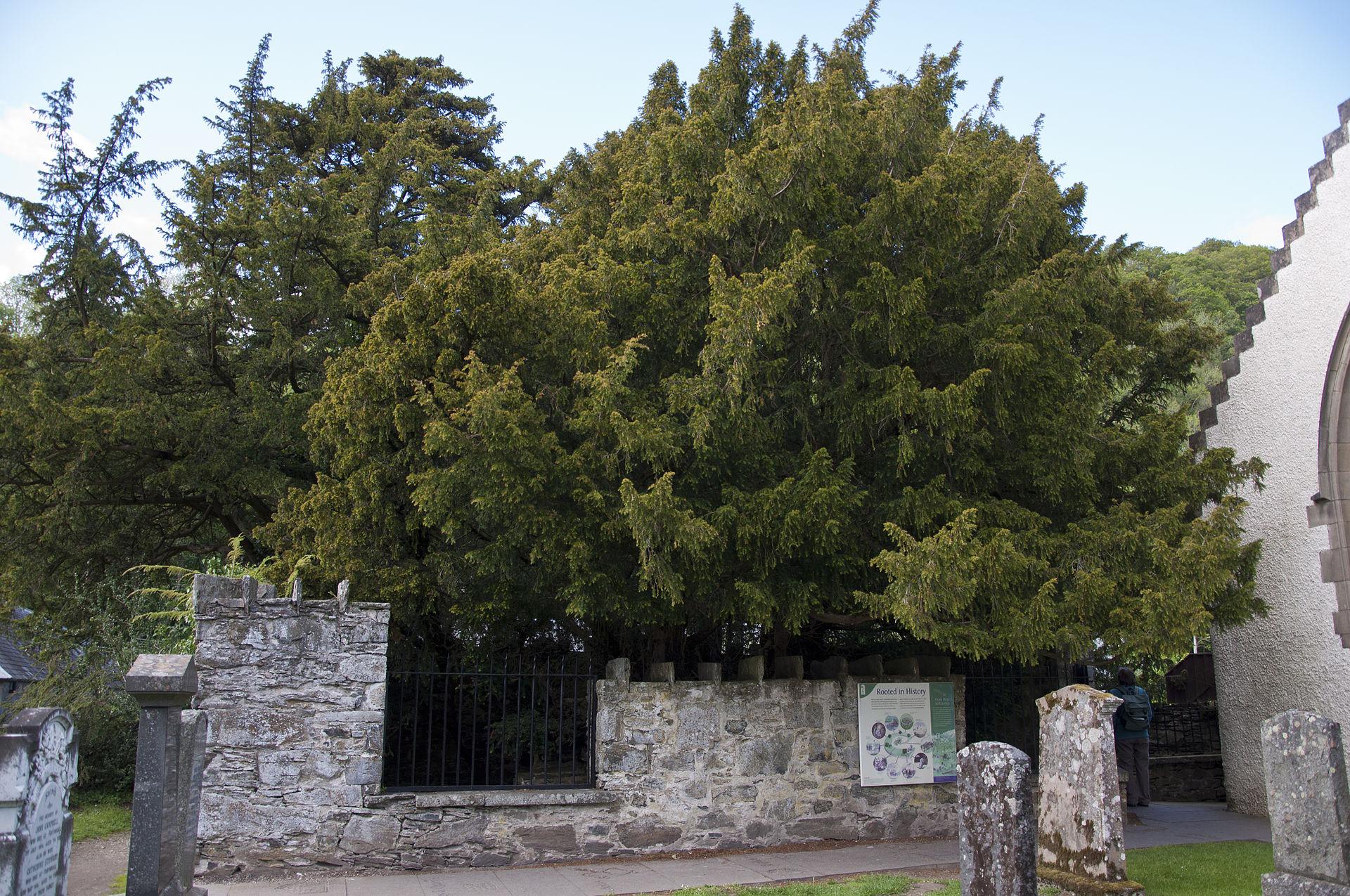 Fortingall Yew. Foto: Paul Hermans