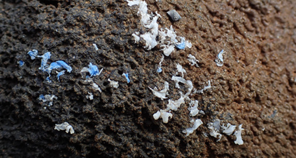 Plasticrust en las rocas de Madeira. Foto: MARE